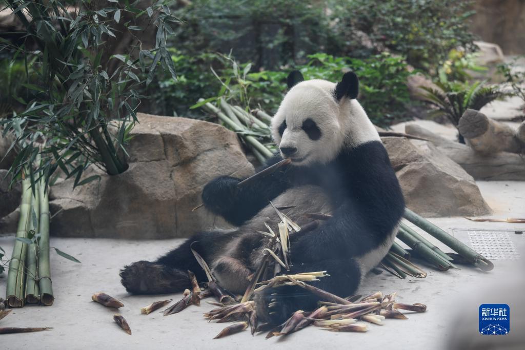 奔驰宝马游戏机下载